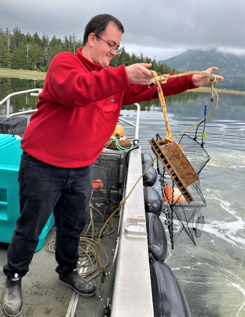 A person on a boat holds a trap used to catch European green crabs.