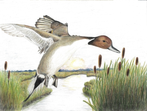 photo of a duck in flight 
