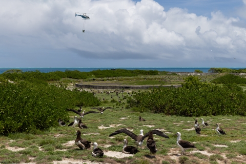 Helicopter flying over all fuel tank foundation, Laysan albatross in foreground, ocean beyond