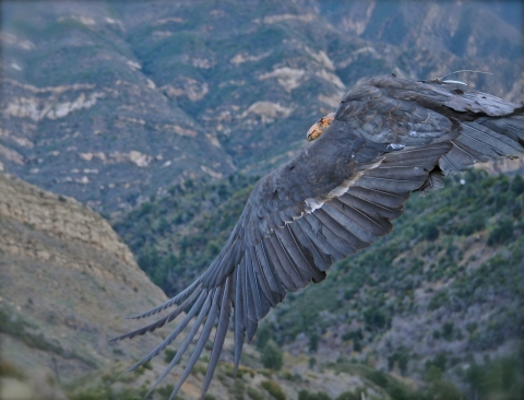 A California condor flies from right to left, taking up almost the entire half of the screen, with grassy, chaparral, and stratified canyons in the background