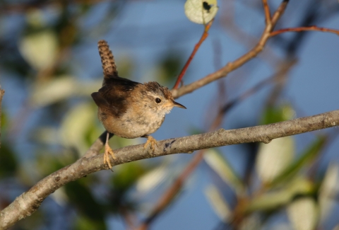 A light brown bird with an upturned tail perches on a narrow branch