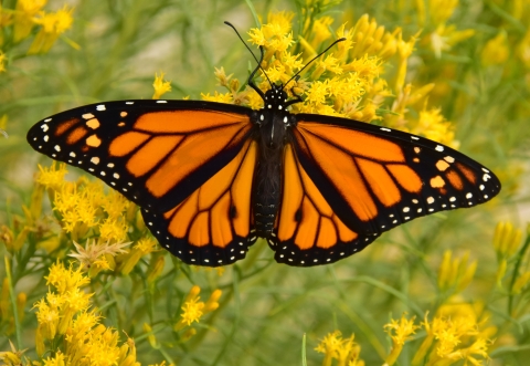 Male monarch butterfly on rabbitbrush