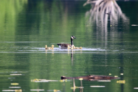 An image of an adult Canada Goose with four chicks.