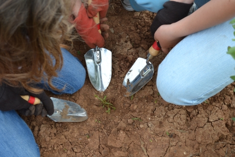 Looking down, three individuals are kneeling down. They are wearing gardening gloves and gardening trowels are pointing towards a small, green plant.