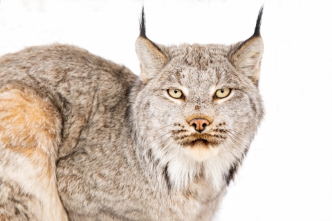 a cat facing the camera with black tips on its ears