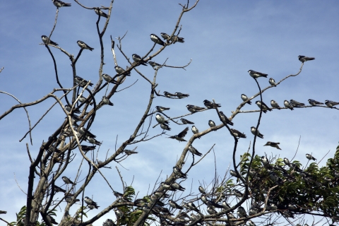 Swallows staging at SPT