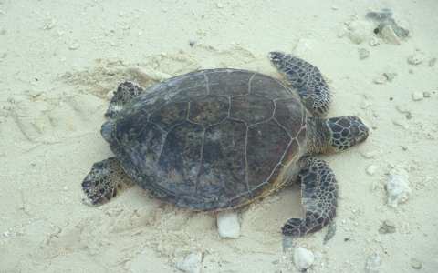 Green sea turtle lays on the beach