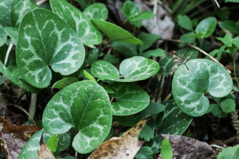 A green, heart shaped leaf plant.