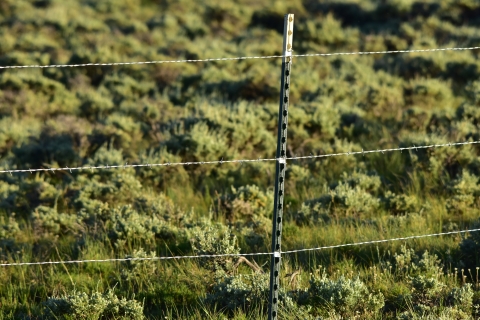 A close-up view of a wildlife fence with smooth wire on the top and bottom and barbed wire in the middle. Green vegetation can be seen in the background