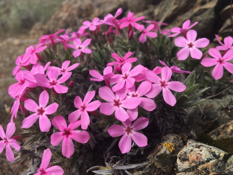 pink flowering plant