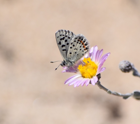 Smith's Blue Butterfly