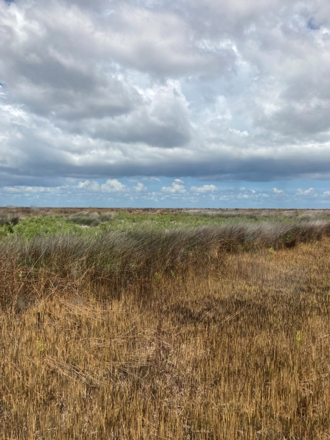 An open marsh landscape with bands of different species of grasses and rushes, colored bright green, brown, and gray