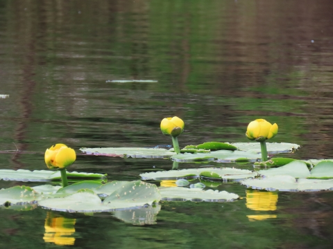 Yellow Water lily flowers and leaves in water in Kanuti Refuge.