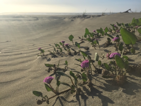 Photo of pink sand verbena.