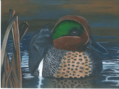 Painting of a green-winged teal drake floating in a wetland