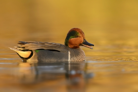 Green-Winged Teal