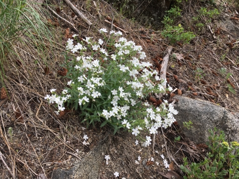 A showy stickseed plant with white flowers on a slope