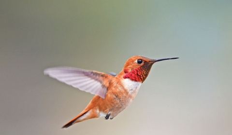 Rufous hummingbird flying
