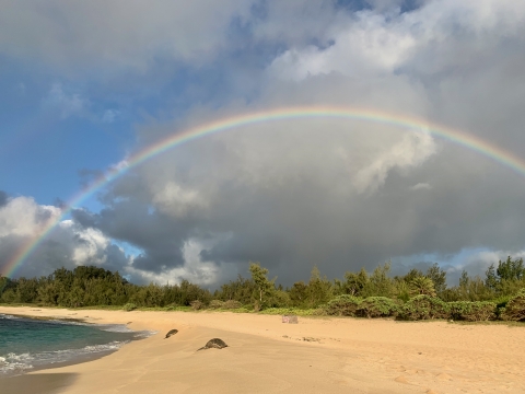 Green sea turtles bask on a beach. A rainbow arches above them.