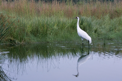 whooping crane in water