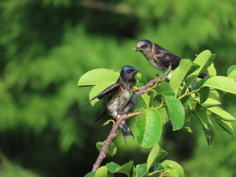 Two indigo colored birds with light colored breast perched on the same branch