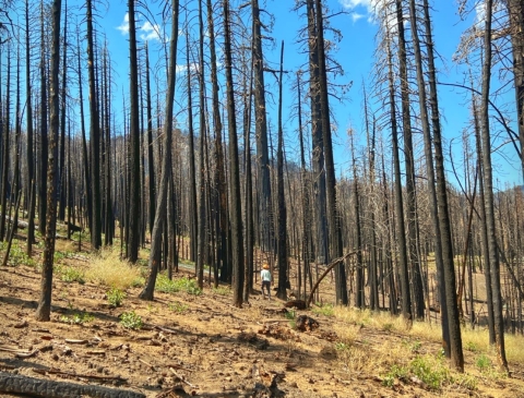 a biologist stands in a burned forest with little regrowth