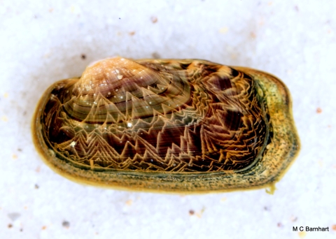 Rabbitsfoot Mussel 