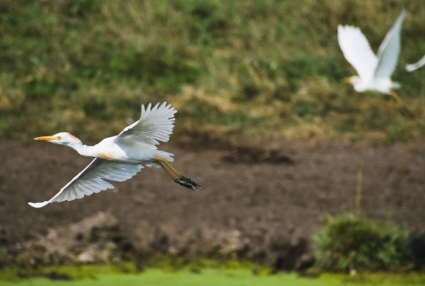 Cattle Egret Flying