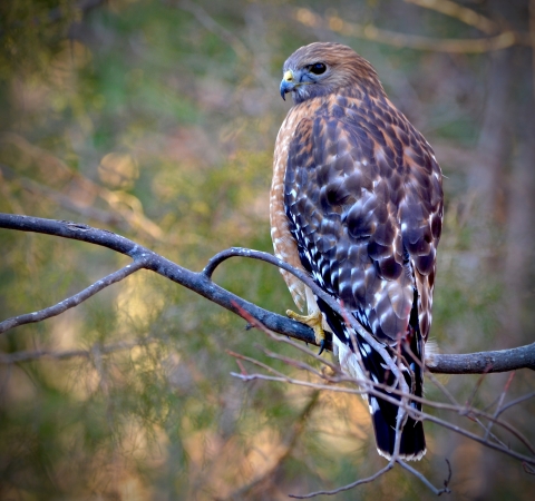 Juvenile broad-winged hawk