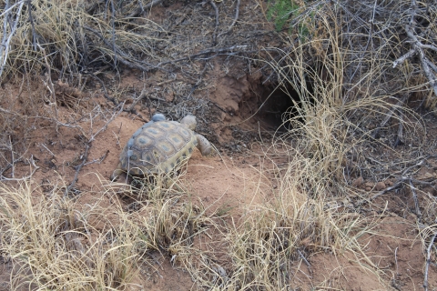 First released tortoise