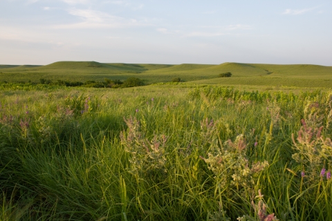 A rolling Flint Hills grassland ecosystem with native forbs and grasses