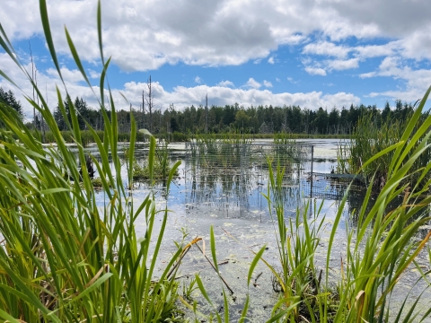 view of a marsh