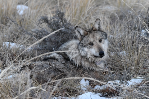 A Mexican wolf is seen laying on the ground in grass and snow