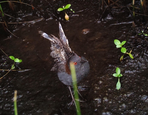 A male Eastern black rail bird flaps its wings as it molts feathers and stands in a muddy area.