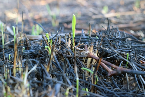Small, bright green shoots of vegetation emerge from burned soil