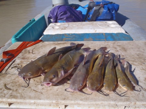 Image of 7 channel catfish laid out on a flat surface on a raft
