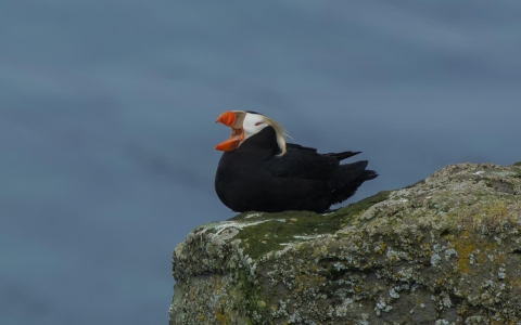 A tufted puffin on a rock