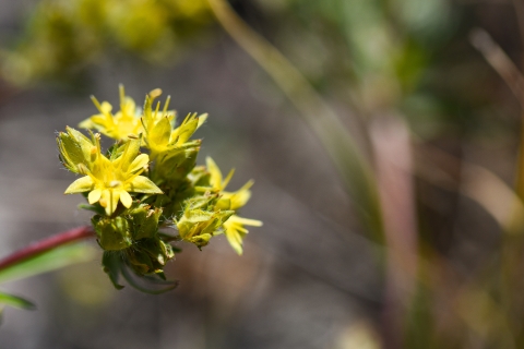 A close up image of a small bunch of yellow flowers.