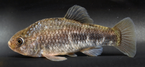 Shiny tan and yellow fish with pink and blue coloration. 