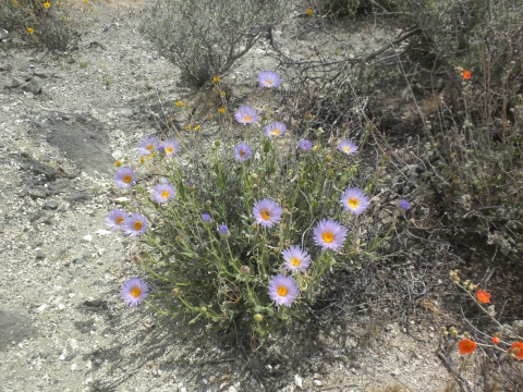 A cluster of wildflowers in the desert