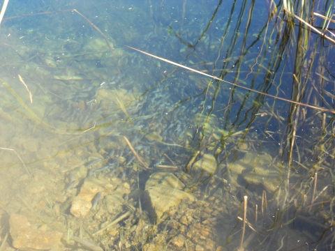Fish in a body of water