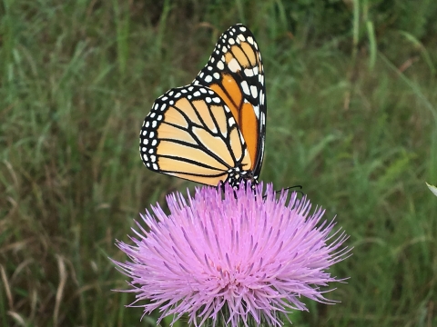 A monarch butterfly on a wildflower