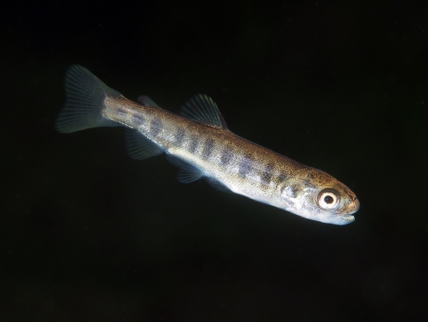 A small young fish with large eyes and light gray barring on its body swims toward the right. 
