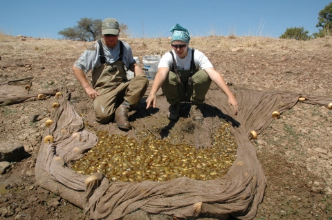 Two individuals lay out a sheet with many tadpoles