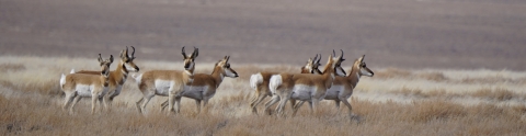 Seven pronghorn in field at Hart Mountain National Antelope Refuge