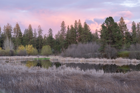 Pink and blue clouds hover over a forest skirting a wetland at sunset.