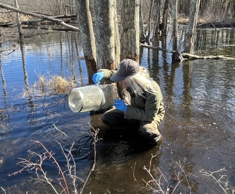 A person wearing waders and latex gloves crouches in a wetland to check a fish trap