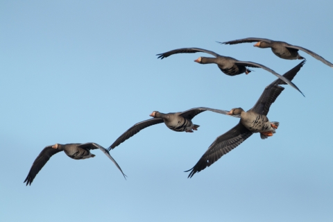 five greater white-fronted geese come in for a landing