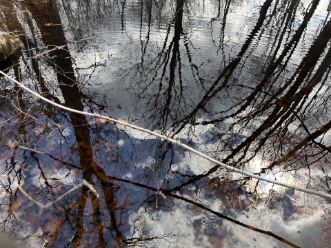 Reflection of trees and sky on the surface of a small wetland 