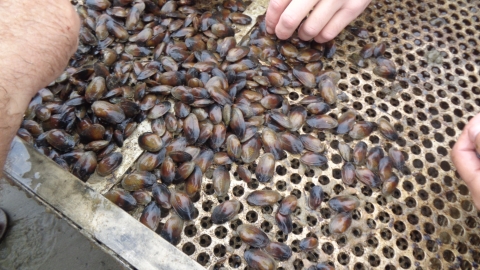 Group of small brown freshwater mussels on a perforated metal sheet